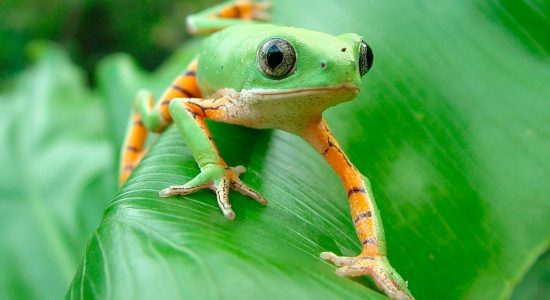 Monkey-Frog-1
